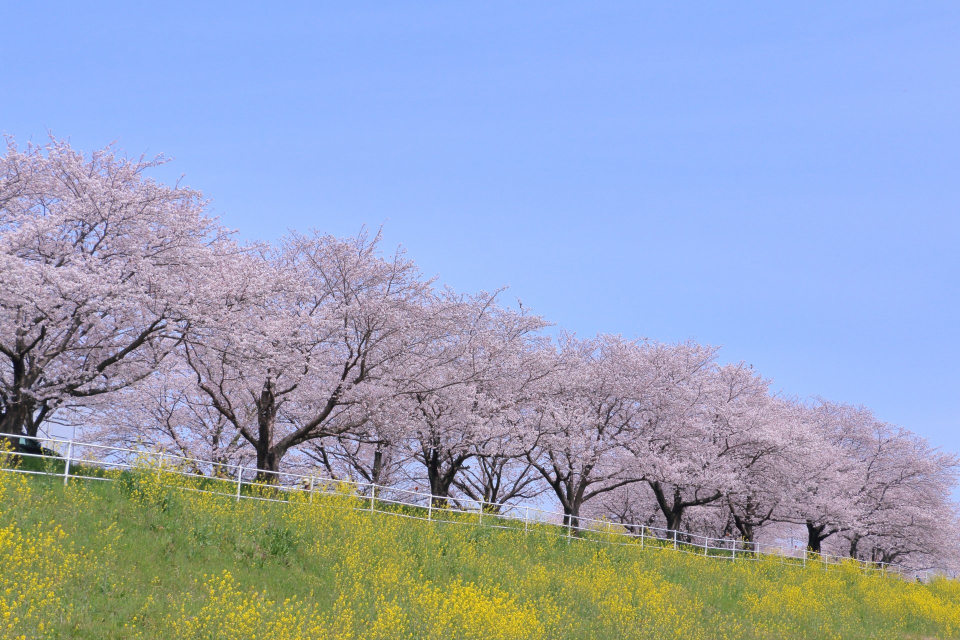 Cherry blossoms under blue sky